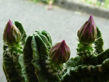 Echinocereus viereckii morricalii