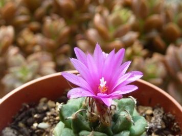 Turbinicarpus alonsoi