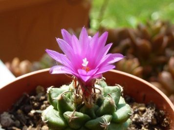 Turbinicarpus alonsoi