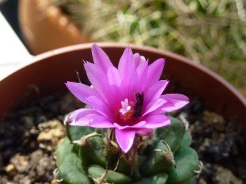 Turbinicarpus alonsoi