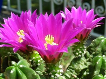 Echinocereus viereckii morricalii