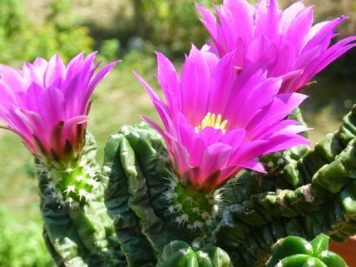 Echinocereus viereckii morricalii