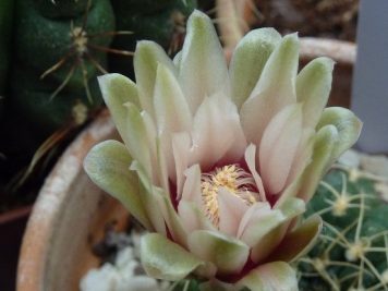 X Gymnocalycium Baldanium nacré cœur rose