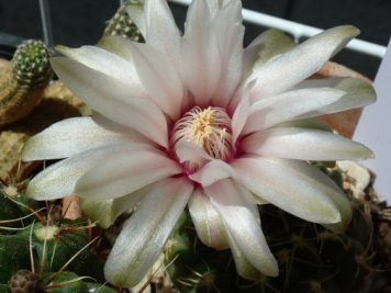 X Gymnocalycium Baldanium nacré cœur rose