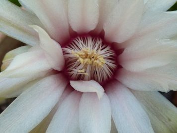 X Gymnocalycium Baldanium nacré cœur rose