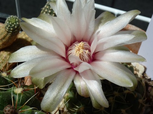 X Gymnocalycium Baldanium nacré cœur rose