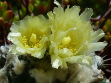 Copiapoa Esmeralda