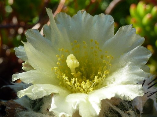 Copiapoa Esmeralda