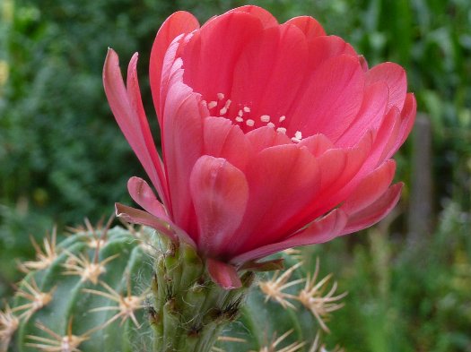 Echinopsis obrepanda v purpurea rot 461