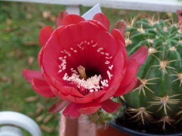 Echinopsis obrepanda v purpurea rot 461