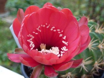 Echinopsis obrepanda v purpurea rot 461