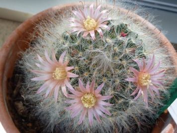 Mammillaria bocasana