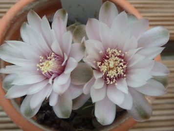 Gymnocalycium odoratum