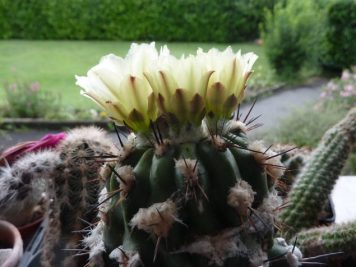 Copiapoa esmeraldana