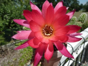 xChamaecereus rainbow