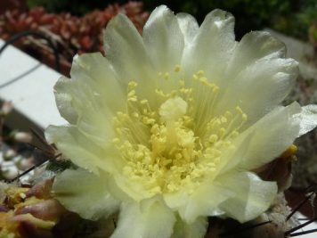 Copiapoa esmeraldana