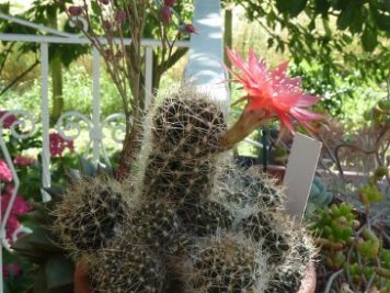 Echinopsis schieliana