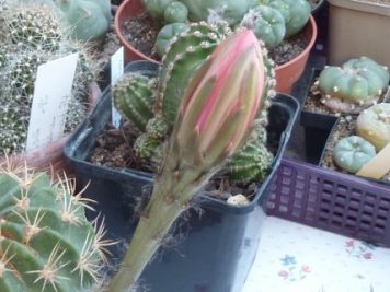 Echinopsis obrepanda v purpurea rot 461