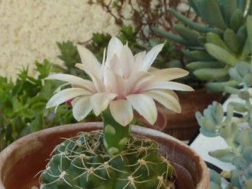 X Gymnocalycium Baldanium nacré cœur rose