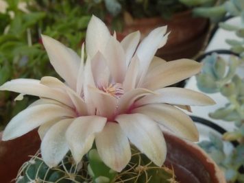 X Gymnocalycium Baldanium nacré cœur rose