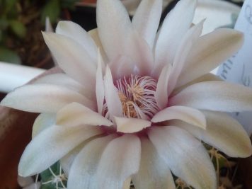 X Gymnocalycium Baldanium nacré cœur rose