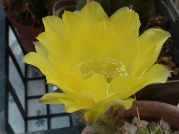 Echinopsis hybride Canary