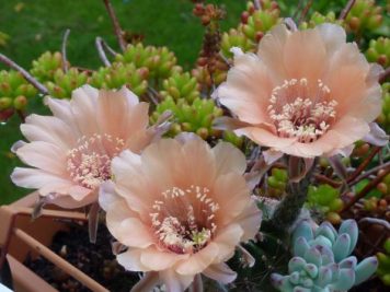 Echinopsis fresh