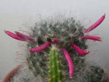 2018-09-07 Mammillaria bocasana