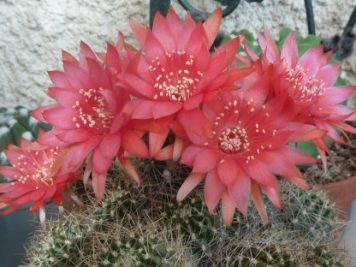 echinopsis schieliana