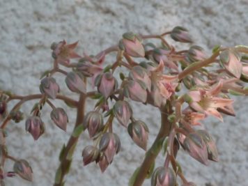 X Graptoveria Silver Star