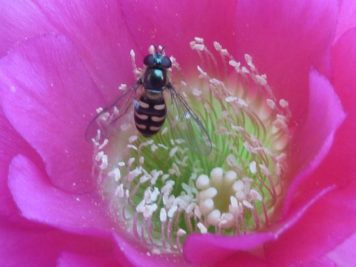 echinopsis hybride