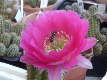 Echinopsis hybride