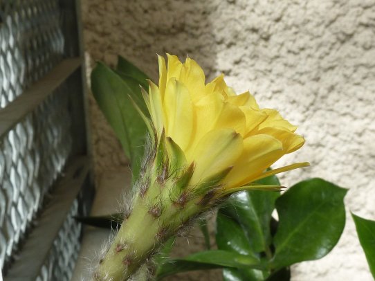 Echinopsis hybride Canary