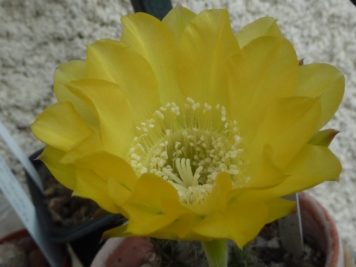 Echinopsis hybride Canary