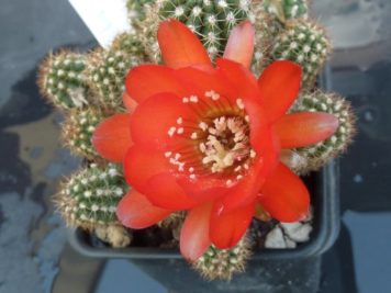 Chamaelobivia sp rouge orange