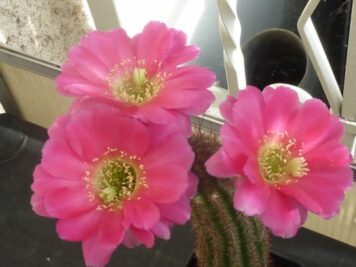 Echinopsis hybride