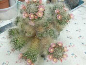 mammillaria bocasana