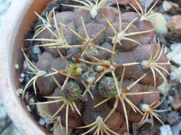 Gymnocalycium pflanzii