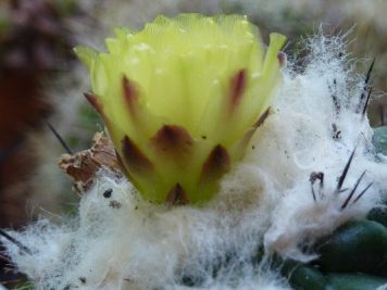 Copiapoa esmeraldana