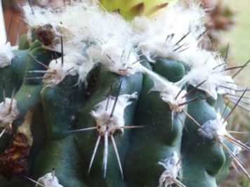 Copiapoa esmeraldana