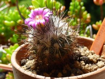 Turbinicarpus viereckii