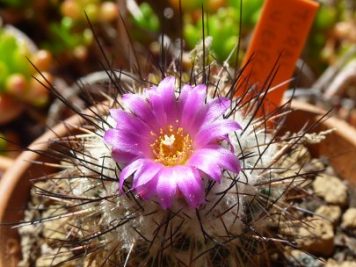 Turbinicarpus viereckii