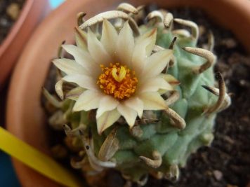 Turbinicarpus polaskii guadalcazar