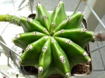 Echinopsis eyriesii