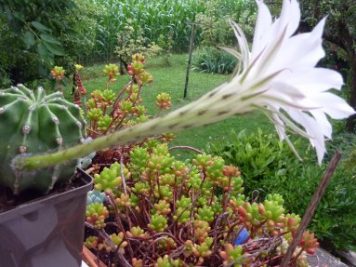 Echinopsis eyriesii