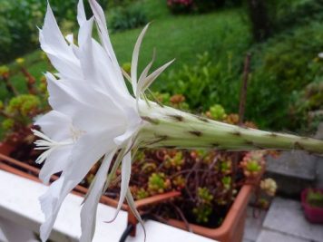 Echinopsis eyriesii