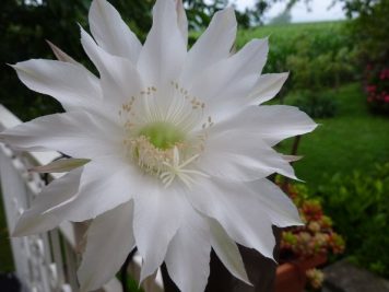 Echinopsis eyriesii