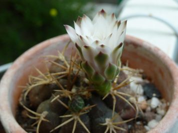 Gymnocalycium pflanzii