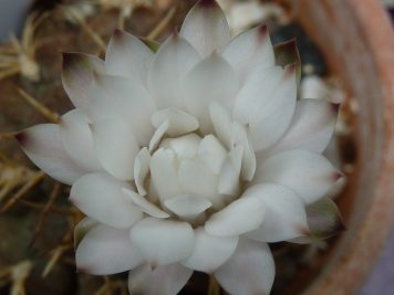 Gymnocalycium pflanzii