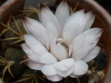 Gymnocalycium pflanzii